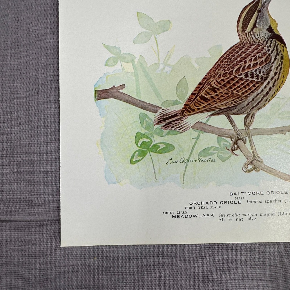 Louis Fuertes Baltimore Orchard Orioles Meadowlark 1936 Vintage Plate Wall Art - Picture 5 of 7